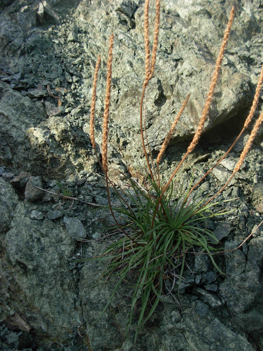Plantago maritima L. subsp. serpentina (All.) Arcang.